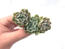 Echeveria ‘Fly to The Sky’ Runyonni Hybrid 3" Cluster Rare Succulent Plant