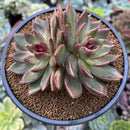 Echeveria 'Black Queen' 3"-4" Double Head Succulent Plant