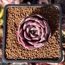 Echeveria 'Mauve' 1" Succulent Plant