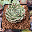 Echeveria 'Silver Ebony' 2" Succulent Plant