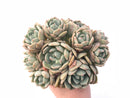 Graptoveria ‘A Grimm One’ 7” Large Cluster Rare Succulent Plant
