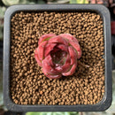 Echeveria 'Pink Crystal' 1/2" Very Small Seedling Succulent Plant