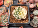 Echeveria 'Compton Carousel' Variegated 1"-2" Succulent Plant
