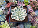 Echeveria 'Compton Carousel' 2" Succulent Plant