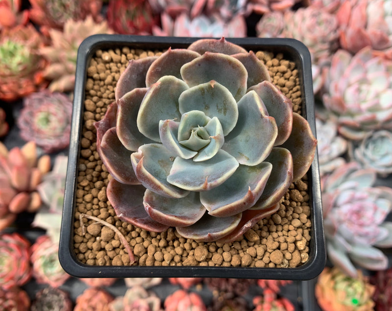 Echeveria 'Color Liner' 2"-3" Succulent Plant