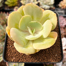 Echeveria 'Drawing' 2"-3" Succulent Plant