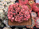 Echeveria 'Luella' Crested 3" Succulent Plant
