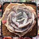Echeveria 'Lilacina' Mutated 2" Succulent Plant