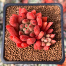 Echeveria Selected Hybrid 2" Succulent Plant