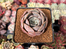 Echeveria 'Salgoo' 2" Succulent Plant