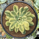 Echeveria 'Pulidonis' Variegated 4" Succulent Plant