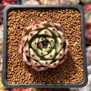 Echeveria Agavoides 'Black Cat' 1" Succulent Plant