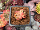 Echeveria Agavoides 'Mascarpone' 1" Cluster Succulent Plant