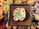 Echeveria 'Compton Carousel' Variegated 1" Succulent Plant