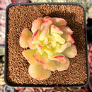 Echeveria 'Blade Runner' 2" Succulent Plant