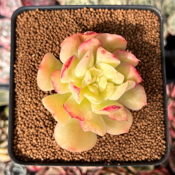 succulent runner Echeveria 'Blade Runner' 2" Succulent Plant – True Succulents Plant Co