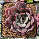 Echeveria 'Maroon Peak' 3" Succulent Plant