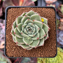Echeveria 'Silver Ebony' 2" Succulent Plant