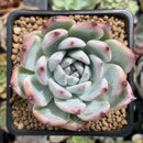Echeveria 'White Robin' 3" Succulent Plant
