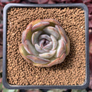 Echeveria 'Mirinie' 1" Succulent Plant