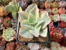 Echeveria 'Japan Moon River' Variegated 2" Succulent Plant