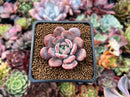 Echeveria 'Soulmint' 2" Succulent Plant