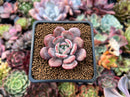 Echeveria 'Soulmint' 2" Succulent Plant