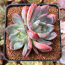 Echeveria 'Starmark' 2"-3" Succulent Plant