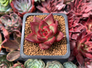 Echeveria Agavoides 'Red Beach' 1" Succulent Plant