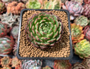 Echeveria 'Mini Empress' 2"-3" Succulent Plant