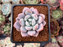 Echeveria 'Monroe Queen' 1" Powdery Succulent Plant