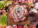 Echeveria 'Ratam' 3" Succulent Plant
