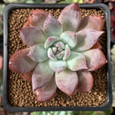 Echeveria 'Gold Peach' 2" Succulent Plant