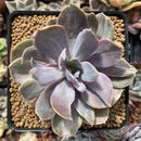 Echeveria 'Perle von Nurnberg' Variegated/Mutated 4" Succulent Plant