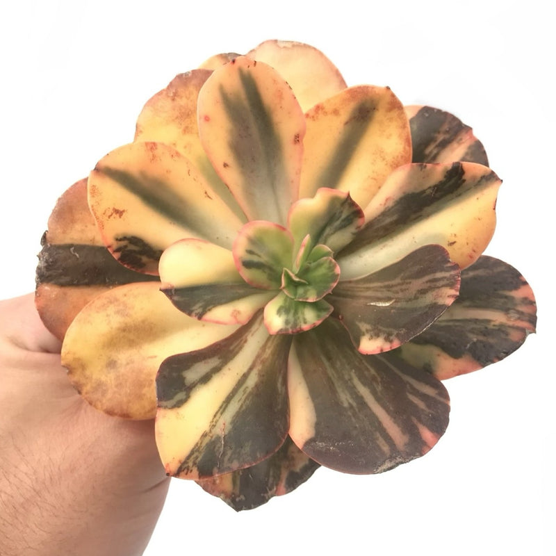 Echeveria 'Primadonna' 5" Rare Succulent