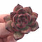 Echeveria Agavoides ‘Tiny Tim’ 1”-2” Rare Succulent Plant