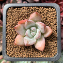 Echeveria 'Mexican Giant' 1" Succulent Plant