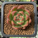 Echeveria Agavoides 'Lucy' 1" Succulent Plant