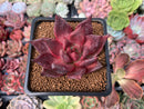 Echeveria Agavoides 'Romeo' 2" Succulent Plant