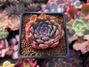 Echeveria 'Momentum' 2" Succulent Plant