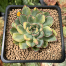 Echeveria 'Pulidonis' Variegated 2" Succulent Plant
