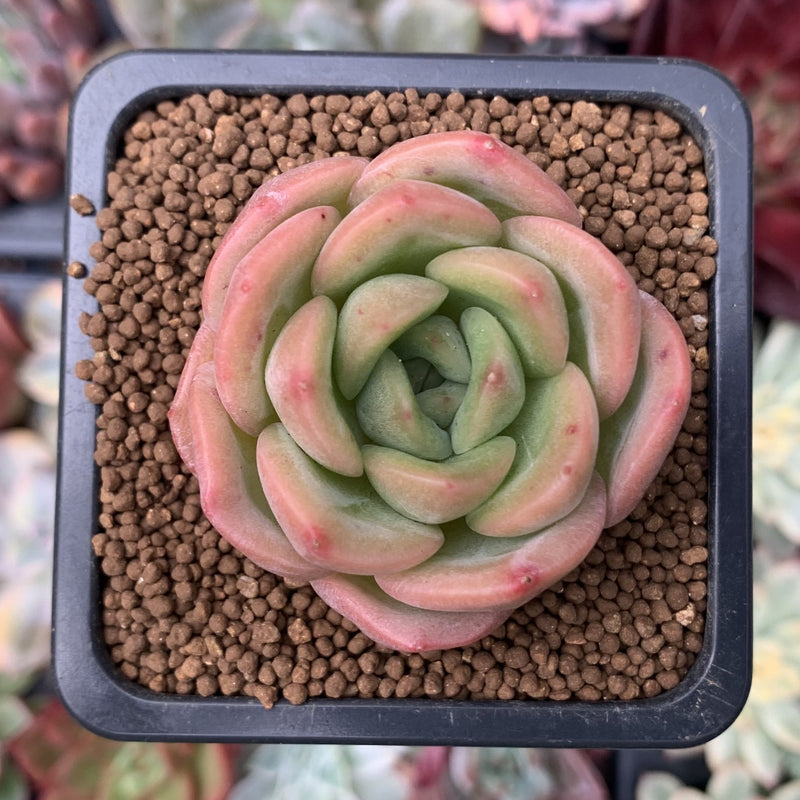 echeveria classic french trnusers サイズ2 Echeveria 'Sherin' 1