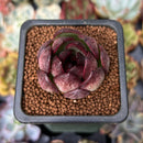 Echeveria 'Black Tiger' 1" Succulent Plant