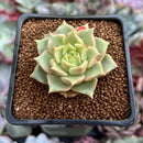 Echeveria 'Tesla' 1" Succulent Plant