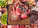 Echeveria 'Orange Champaign' 3" Succulent Plant