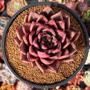 Echeveria Agavoides 'Taurus' 5" Succulent Plant