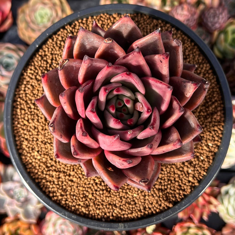 taurus succulent Echeveria Agavoides 'Taurus' 5