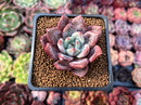 Echeveria 'Purple Champaign' 2" Succulent Plant