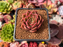 Echeveria 'Red Rosa' 1"-2" Succulent Plant