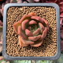 Echeveria Agavoides 'Lily Maria' 1" Succulent Plant